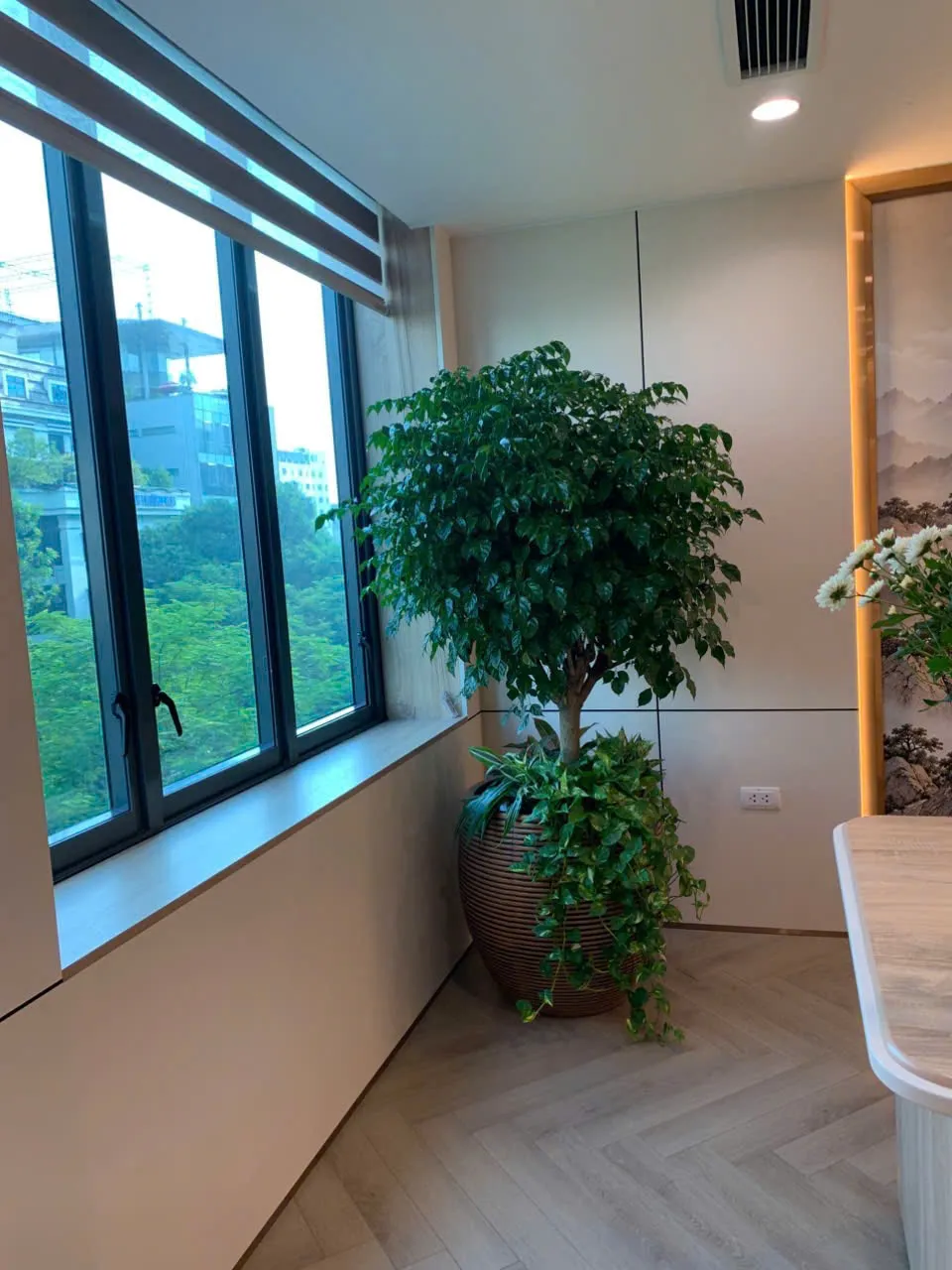 Cây hạnh phúc tiểu cảnh _ Cây xanh văn phòng Green Homes
